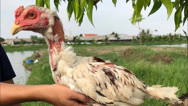 Gà ngũ sắc có màu gì? Chân gà ngũ sắc có màu gì?