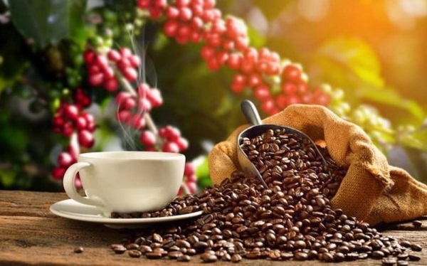 Xuất khẩu cà phê sang Bắc Âu – Tiềm năng và thách thức